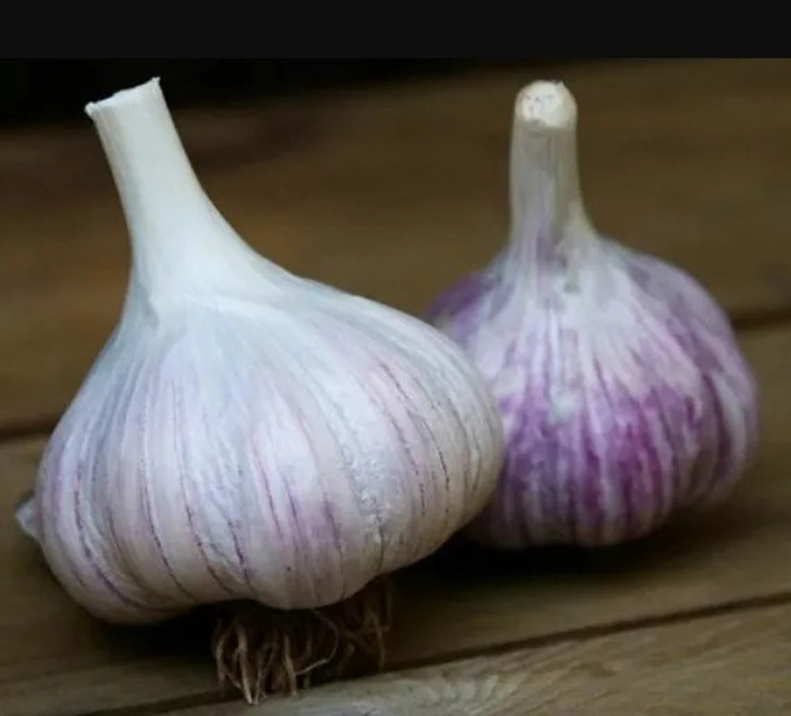 Garlic - Chesnok Red