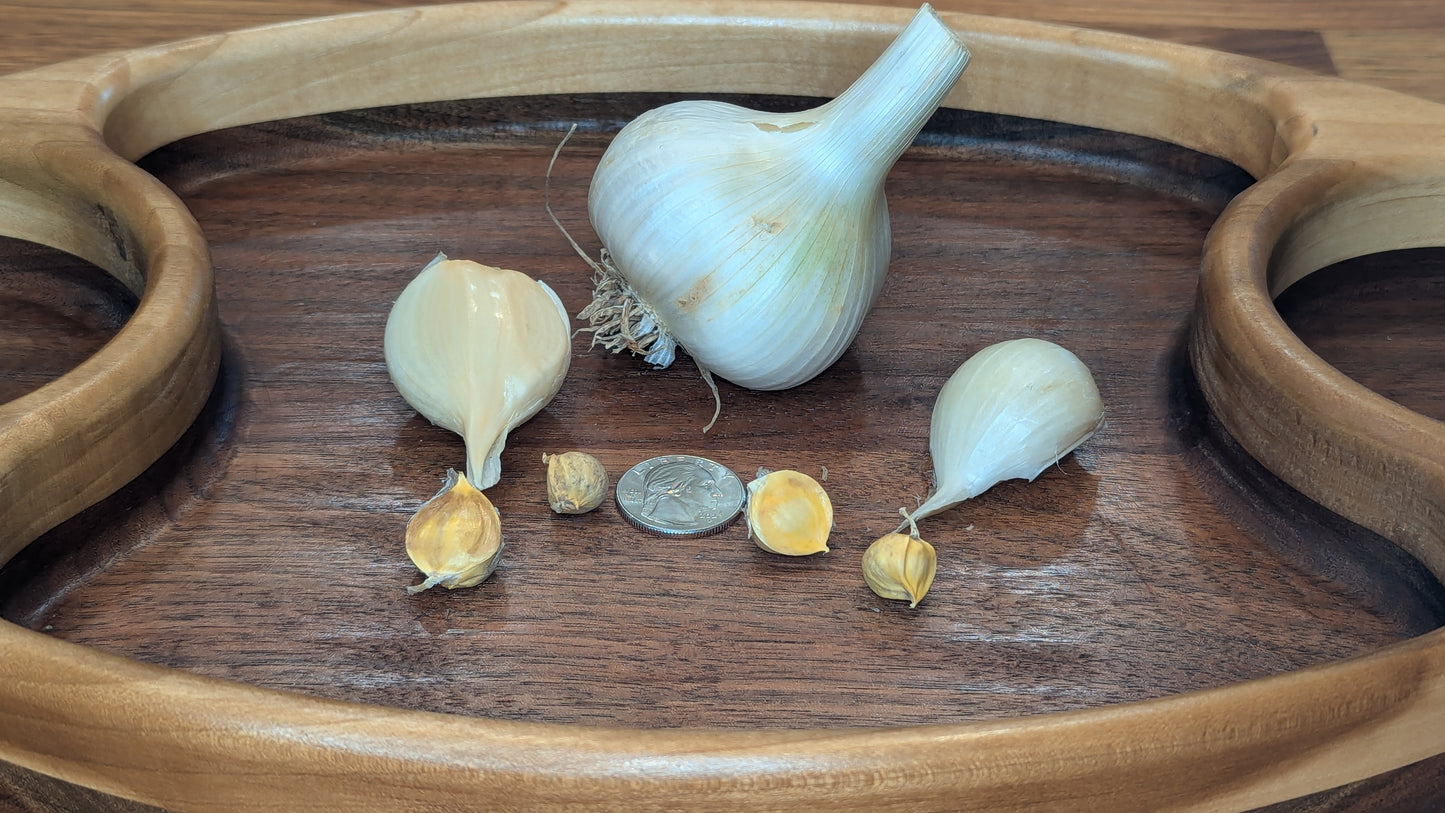 Elephant Garlic