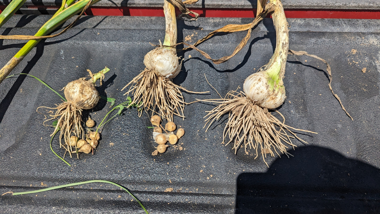 Fresh Garlic