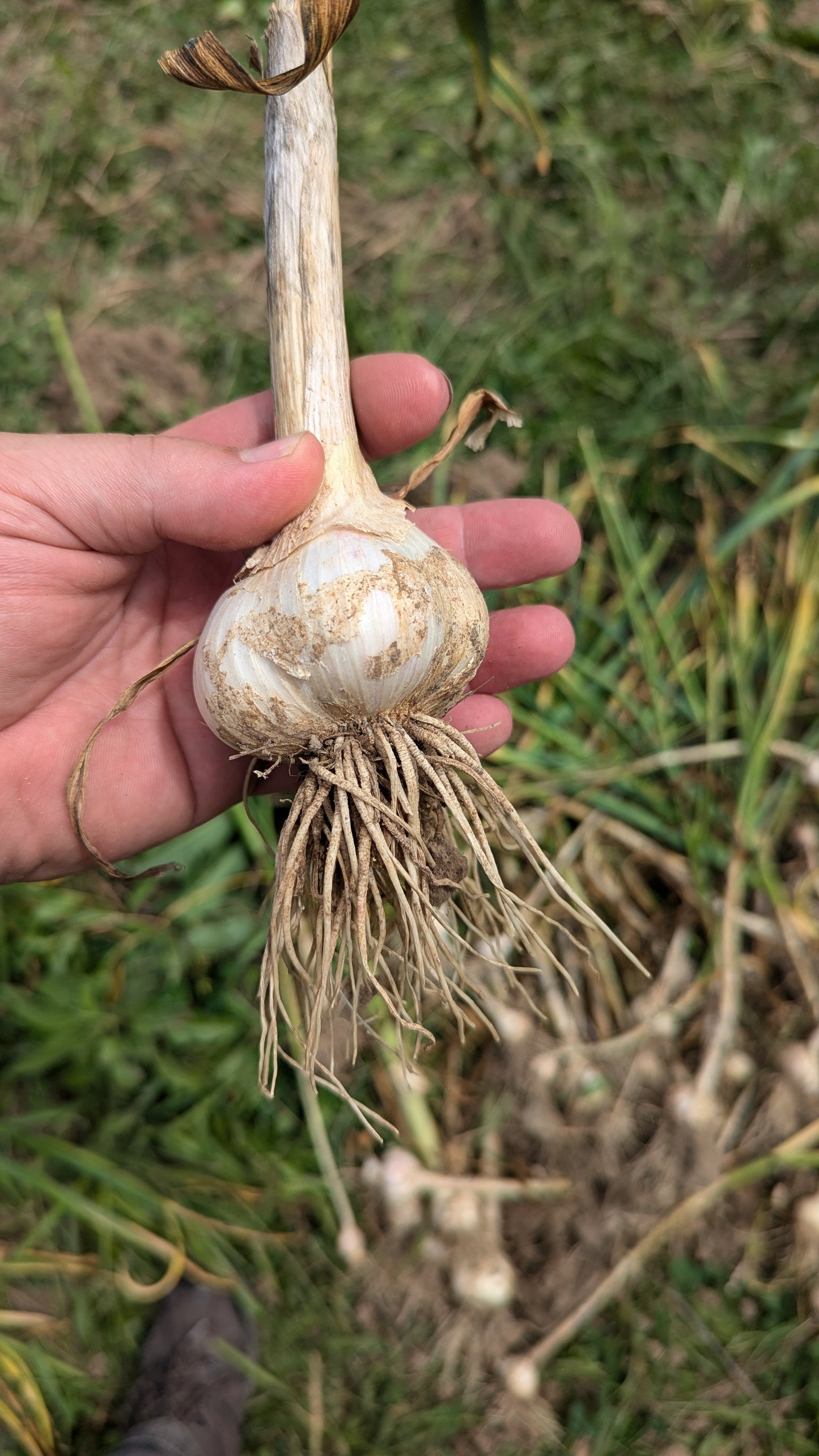 Chesnok Red - Hardneck Garlic