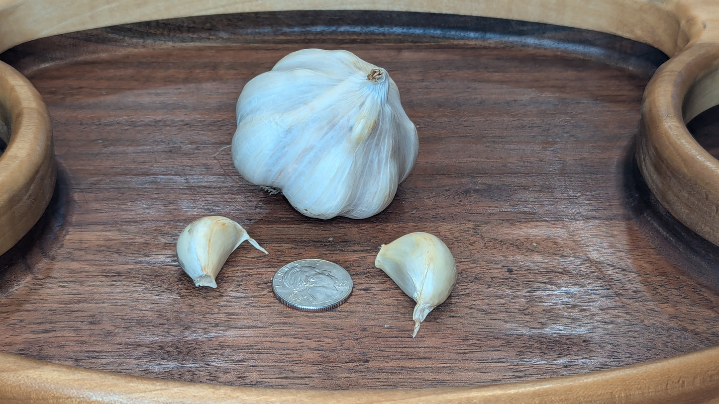 Softneck Garlic - Softneck garlic variety